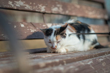 Beautiful domestic cat for a walk in the park.の写真素材
