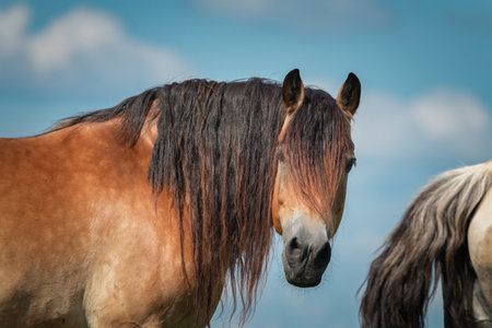 A herd of horses grazes on a field on a summer sunny day.の写真素材