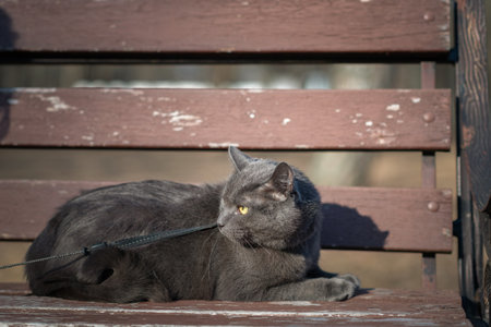 Beautiful domestic cat for a walk in the park.の写真素材