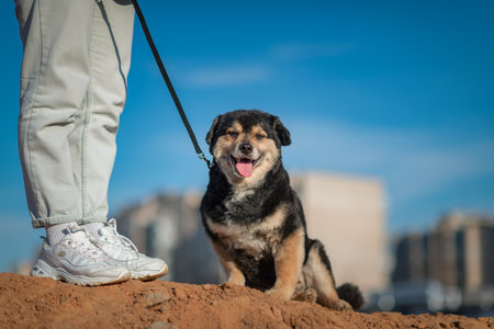 Old dog walking on a leash on a summer day.の写真素材