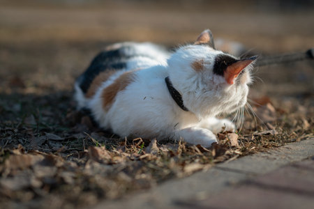Beautiful domestic cat for a walk in the park.の写真素材