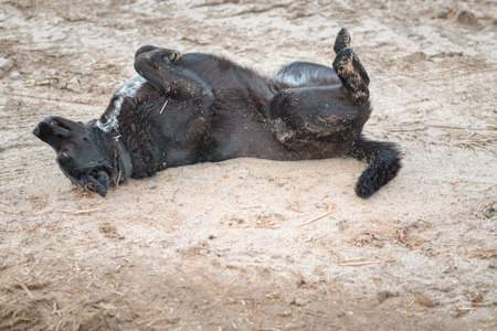 The farm dog sits on the ground in early autumn.の写真素材