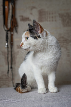 Beautiful white cat with dark spots in a home studio.の写真素材