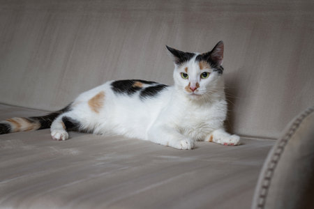 Beautiful white cat with dark spots in a home studio.の写真素材