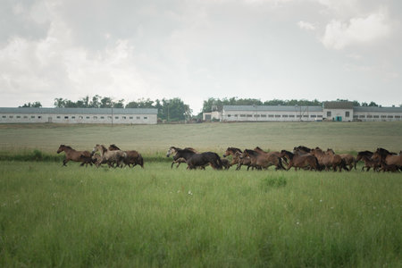 A herd of horses grazes on a field on a summer sunny day.の写真素材