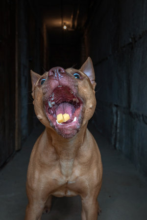 A pitbull dog standing in front of a dark wall with his mouth open.の写真素材