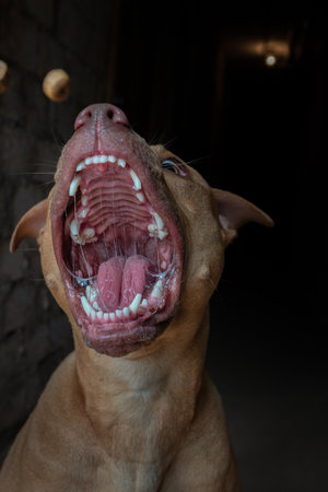 Close up of a pitbull dog yawning and looking up.