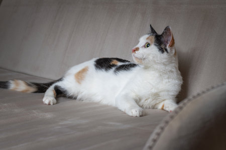 Beautiful white cat with dark spots in a home studio.の写真素材