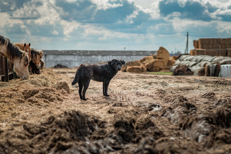 The farm dog stands on the ground in early autumn.の写真素材