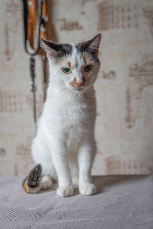 Beautiful white cat with dark spots in a home studio.の写真素材