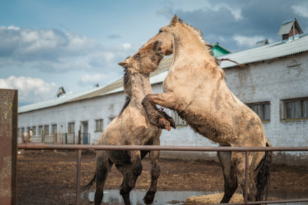 Two horses are playing in a paddock on a sunny day.の写真素材