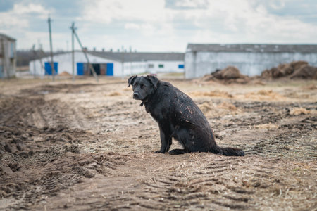 Black stray dog sitting on the ground and looking at the camera.の写真素材