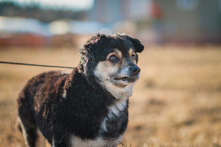 Old dog walking on a leash on a summer day.
