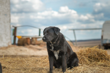 The dog sits on the ground in early autumn.の写真素材