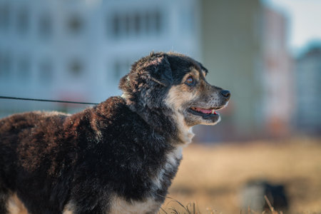 Old dog walking on a leash on a summer day.の写真素材