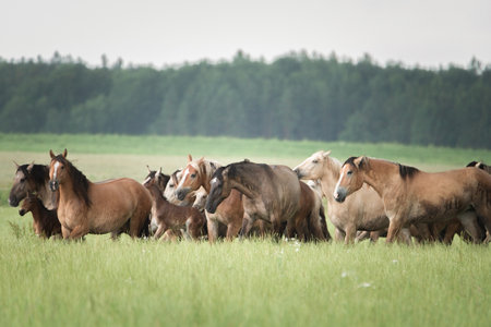 A herd of thoroughbred rural horses runs across the field on a clear summer day.