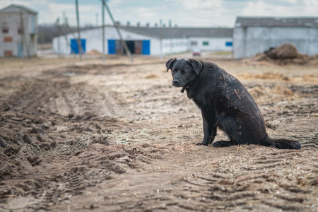 Black dog sitting on the ground in the mud. The dog is sad.の写真素材