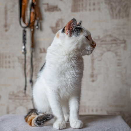 Beautiful white cat with dark spots in a home studio.の写真素材
