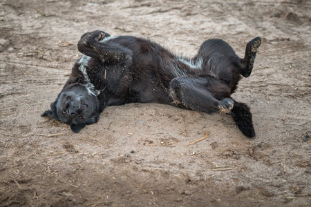 The dog sits on the ground in early autumn.の写真素材