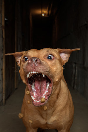 Close up of a pitbull dog with big eyes and mouth openの写真素材