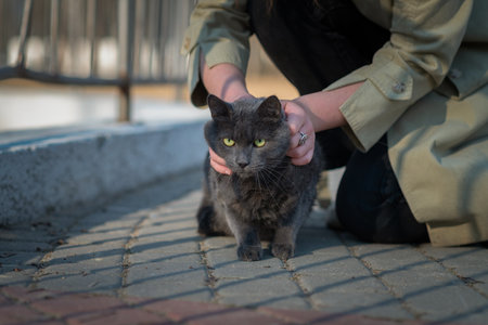 Beautiful domestic cat for a walk in the park.の写真素材