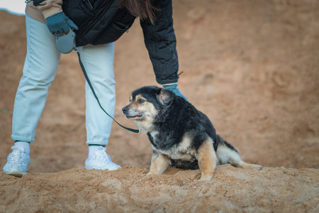 Old dog walking on a leash on a summer day.の写真素材