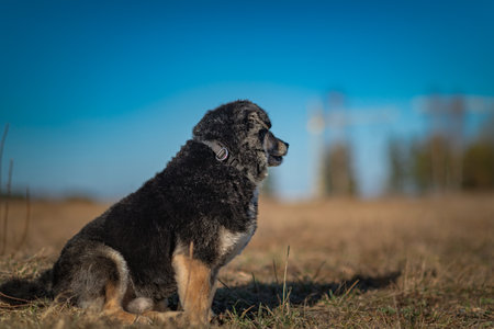 Old dog sitting on a leash on a summer day.の写真素材
