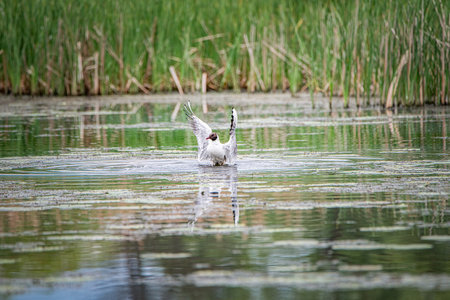 A beautiful seagull flounders in the river on a summer day.