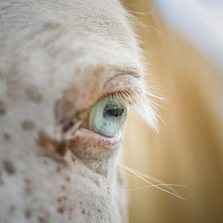 Beautiful eye of a thoroughlybred horse very close up. artistic noise.の写真素材