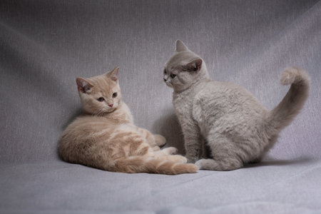 A family of thoroughbred British kittens in the studio on a gray background.の写真素材