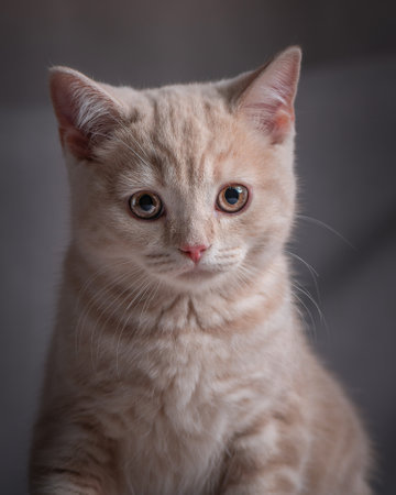 Portrait of a beautiful British breed kitten in the studio on a gray background.の写真素材
