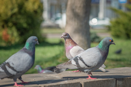 Pigeon in an urban environment on a summer day.の写真素材