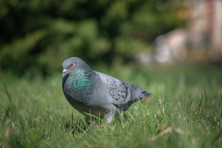 Pigeon in an urban environment on a summer day.の写真素材