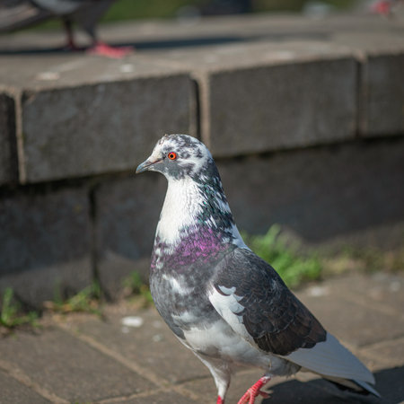 Pigeon in an urban environment on a summer day.の写真素材