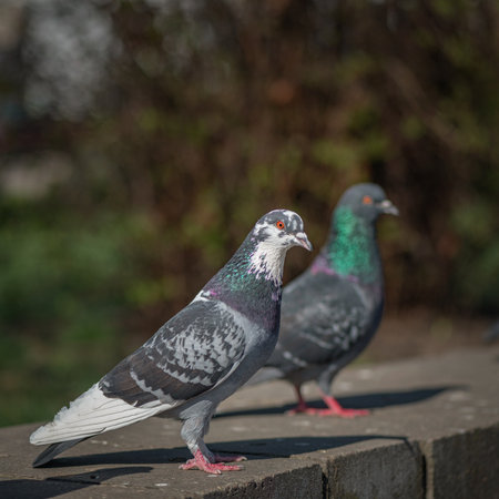 Pigeons in an urban environment on a summer day.の写真素材
