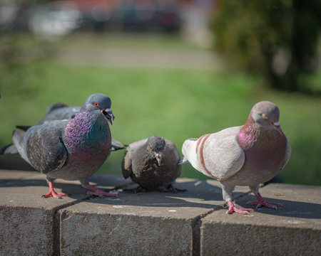 Pigeons in an urban environment on a summer day.
