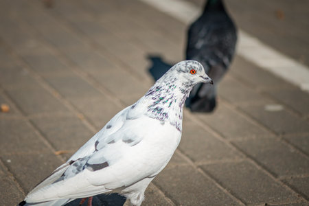 Pigeon in an urban environment on a summer day.の写真素材