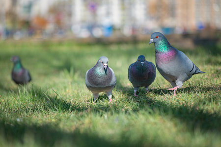Pigeons in an urban environment on a summer day.の写真素材