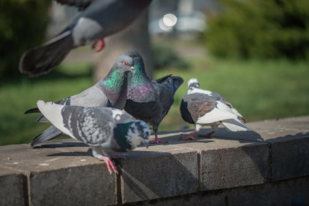 Pigeons in an urban environment on a summer day.の写真素材