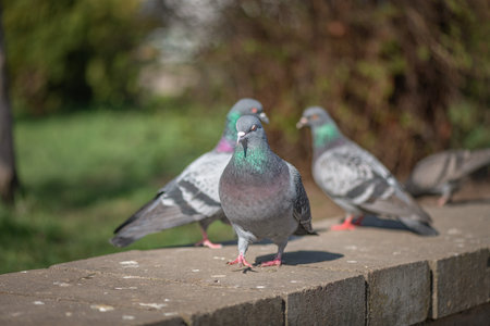 Pigeon in an urban environment on a summer day.の写真素材
