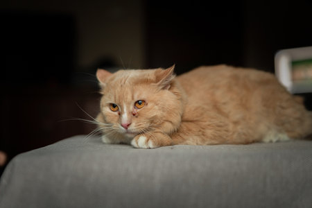 Portrait of a red domestic cat with sore eyes.