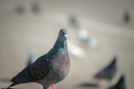 Pigeon in an urban environment on a summer day.の写真素材