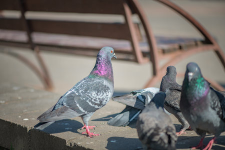 Pigeon in an urban environment on a summer day.の写真素材