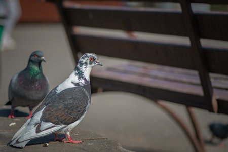 Pigeons in an urban environment on a summer day.の写真素材