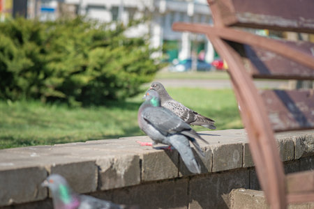 Pigeon in an urban environment on a summer day.の写真素材