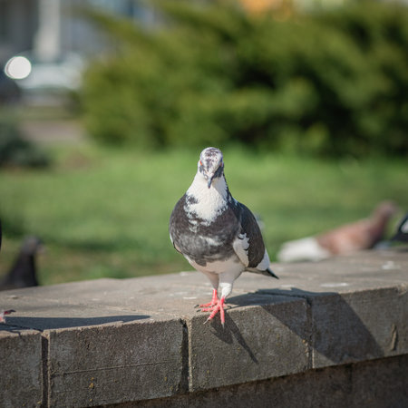 Pigeon in an urban environment on a summer day.の写真素材