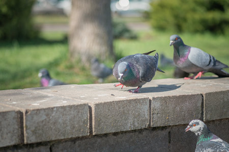 Pigeon in an urban environment on a summer day.の写真素材