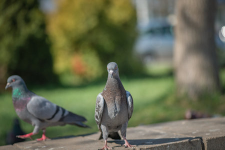 Pigeon in an urban environment on a summer day.の写真素材