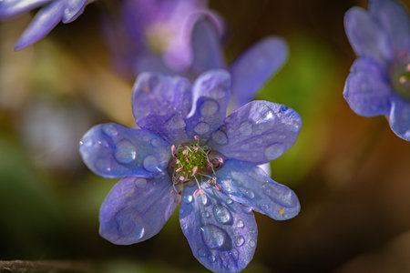 Forest flower forget-me-not close-up.