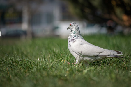 Pigeon in an urban environment on a summer day.の写真素材